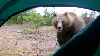 Bear Attacked Me In My Tent