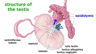 The Human Reproductive System