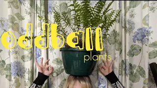 My weirdo plant babies #oddballplants