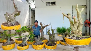 Mạnh bonsai 4/5 #0903095052 chào bán Khế Gân, Linh Sam, Kim Giòn, Lài, Kim Quýt