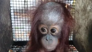 Sad Baby Orangutan before being Admitted to the Rehabilitation Center ‼️