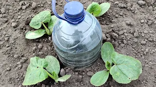 How to Make Drip Watering from a Bottle. Everything Ingenious is Simple.