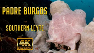 Diving Southern Leyte, Padre Burgos . Seahorse, Coleman shrimp, whale shark and much more...