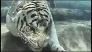 Bengal White Tiger Swimming Underwater   HD