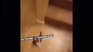 Funny cat dubbed😂😂🤣 while falling from stares😂😂😅