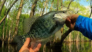 "Catch loads of Crappie fishing with a beetle spin and live minnow"