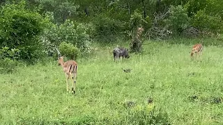 Sabi Sand Private Game Reserve - Summer season means impala babies everywhere.