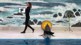 Dubai Dolphinarium (Dolphins and Seal Show)