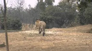 Live chicken fed to tigers at Yangcheng Safari Park, Changzhou, China