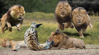 Lions Vs Hyenas - King Lion Revenge Hyena For Destroying Lioness, Epic Battle of Big Cat vs Hyenas