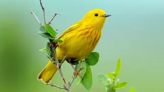 Жёлтая птица (художественный фильм, драма, золотая коллекция)