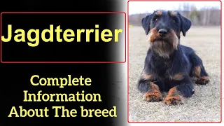 Jagdterrier. Pros and Cons, Price, How to choose, Facts, Care, History