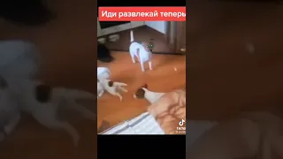 Отец года.😂😉👍#shorts#tiktok#funny#лучшие#смешные#приколы