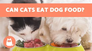 Can Cats EAT DOG FOOD? 🙀