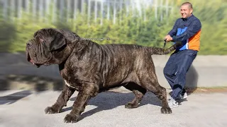 The 10 Biggest Mastiff Dog Breeds