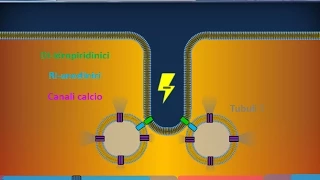 Istologia 40 - Muscolare striato scheletrico