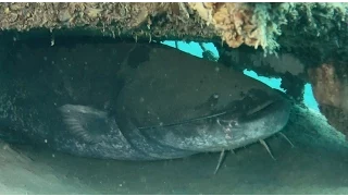 Giant catfish - The biggest catfish i´ve ever seen Underwater