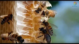 Can Mushrooms Save the Bees? - Paul Stamets