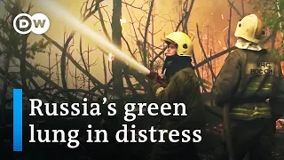 Russia’s forests under threat | DW Documentary