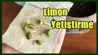 Lemon Seed Germination Lemon Tree Growing