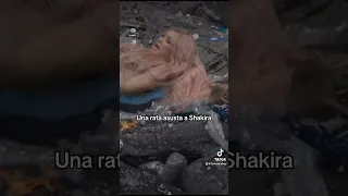 Una rata asusta a Shakira en el rodaje del videoclip de “Copa Vacía”