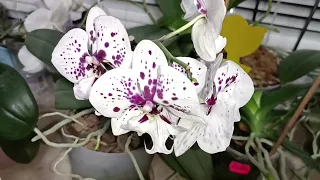 ЧТО ДЕЛАТЬ, когда появился цветонос у орхидеи, требующей пересадки?!)