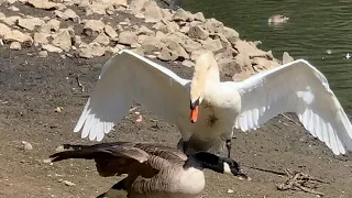 Swan attacks Canadian goose and chicks