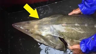 5 Most Mysterious Creatures Caught In China!