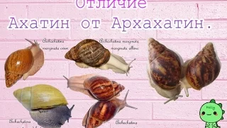 Отличие Ахатин от Архахатин.