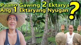 USAPANG NIYOG: Tips & Tricks sa Pagtatanim Ng Nyog/#coconutfarm #Nyogtips #howtoplantcoconut