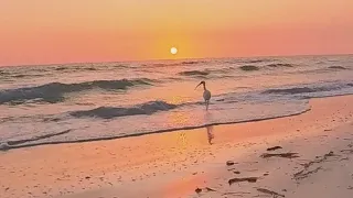 American White Ibis - Treasure Island, FL Ocean Sunset