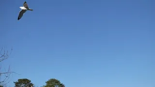 Ring-billed gulls flying