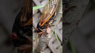 Brood X cicada - female laying eggs 1 061221