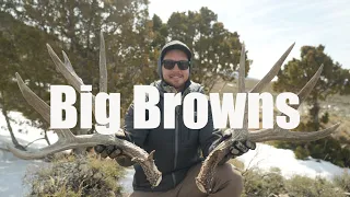 Big Browns: Deer Shed Hunting