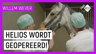 HOE WORDEN PAARDEN GEOPEREERD? | Willem Wever | NPO Zapp