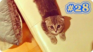 Смешные Кошки 2017! (#28) Веселая Видео Подборка! Funny cats 2017/