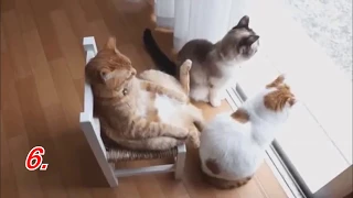 Приколы с котами Смешные коты и кошки/ Funny cat compilation You will LAUGH SO HARD