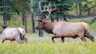 Biggest Elk Bull All Fired Up During the Elk Rut - Lots of Bugles