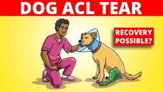Dog ACL Tear - Can A Dog Recover From A Torn ACL