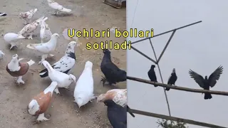 Uchmani bollari sotiladi adakada 88_339_77&72