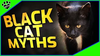 Top 10 Surprising Myths and Facts About Black Cats 101