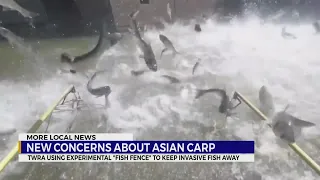 New concerns about Asian carp