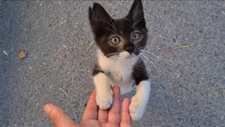 Homeless Little adorable Kitten doesn't want me to leave him.