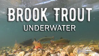Brook Trout Underwater 2 Hour Video with Relaxing Music - Nature Video for Fly Fishing Enthusiasts