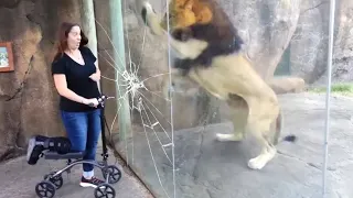 girl makes lion break the zoo glass..