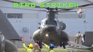 RAF Chinook Hot Refuel - BIRD STRIKE!!!!!!