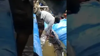 crocodile bite a person