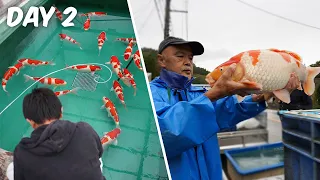 Japan Koi Trip 2023 #2 Nogami + Maruhiro and Torazo Koi Farm!!