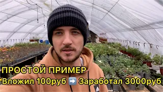 Рассказываю про главную схему заработка на растениях