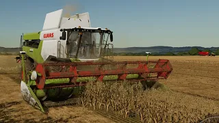 Žně,Žatva,Żniwa,Harvest/ Oves,Oat/ Claas Lexion 6600 /Calmsden Farm=Starojicko AS 🚜@DANKISS #3